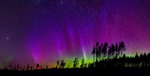 Tree lines are visible across the lower part of the photo, black against a sky that is deep blue, pink, purple, and green as the aurora light up the sky.