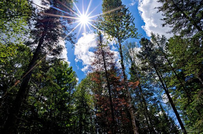 A bright sun at the top of image, slightly off-centre, shines down over tall, thin trees with green foliage. The sky is bright blue with some white clouds visible.