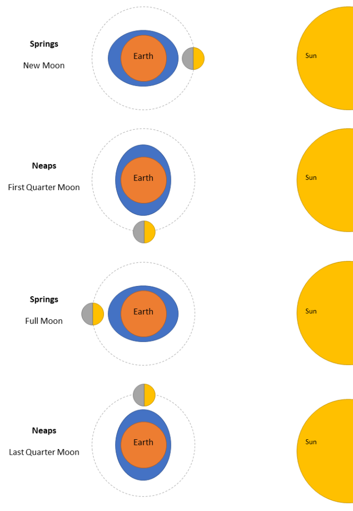 Diagram showing the Earth, Moon, and Sun alignment during spring and neap tides, illustrating how their positions affect tidal ranges during different phases of the Moon